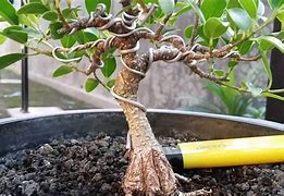 Cara Membuat Bonsai Beringin Kimeng